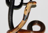 CBB 2023 Cameroon Forest Cobra (Naja subfulva)
