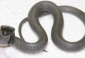 CBB 2023 East African Black-necked Spitting Cobra/ Naja nigricollis