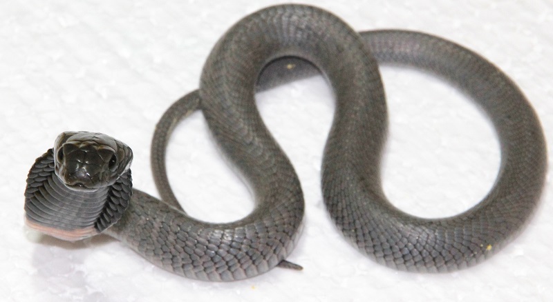 CBB 2023 East African Black-necked Spitting Cobra/ Naja nigricollis