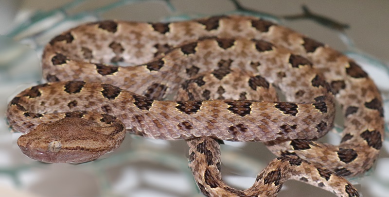 CBB Brown-spotted Pitviper (Protobothrops mucrosquamatus)