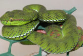 CBB yearling Whitten’s Pitviper (Trimeresurus whitteni)