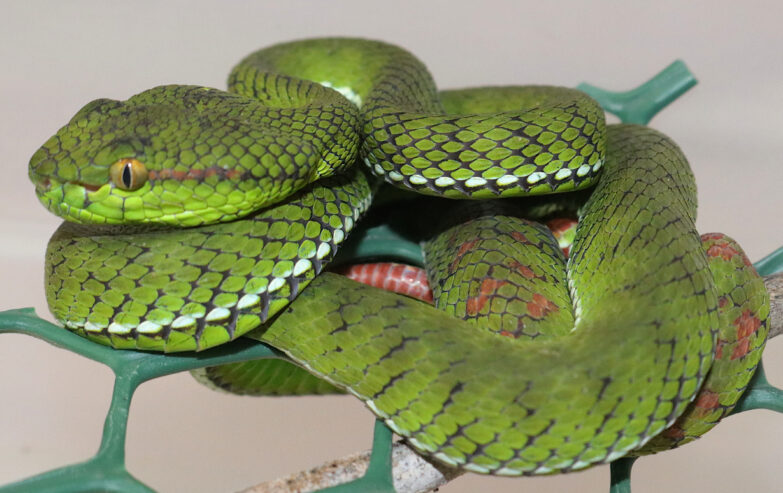 CBB yearling Whitten’s Pitviper (Trimeresurus whitteni)