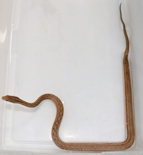 Mock Viper (Thamnodynastes pallidus)