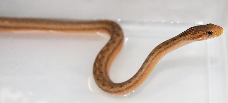 Mock Viper (Thamnodynastes pallidus)