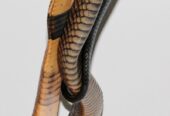 CBB 2023 Cameroon Forest Cobra (Naja subfulva)