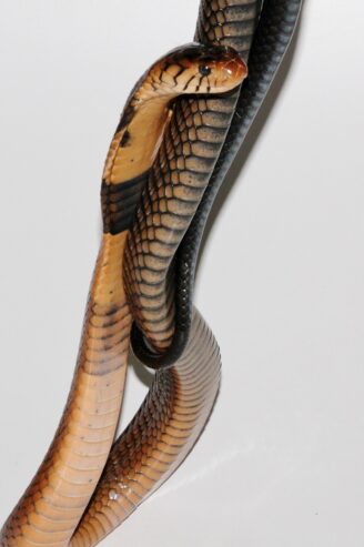 CBB 2023 Cameroon Forest Cobra (Naja subfulva)