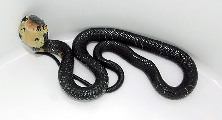 CBB 2023 Cameroon Forest Cobra (Naja subfulva)