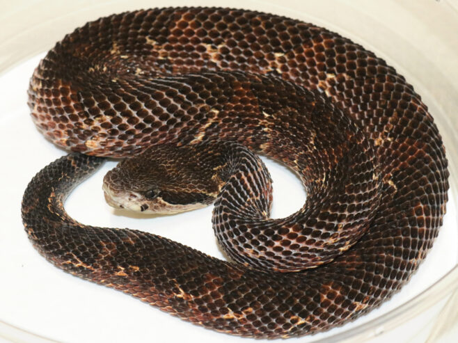 CBB subadult Picado’s Jumping Viper (A. picadoi) – Rare!