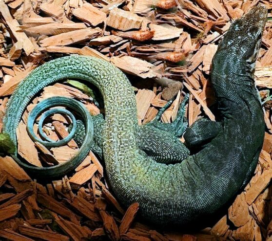 Female Varanus yuwonoi – lower price