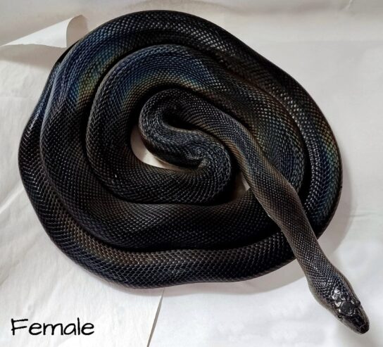 1.1 Small Adult Water Pythons – lower price