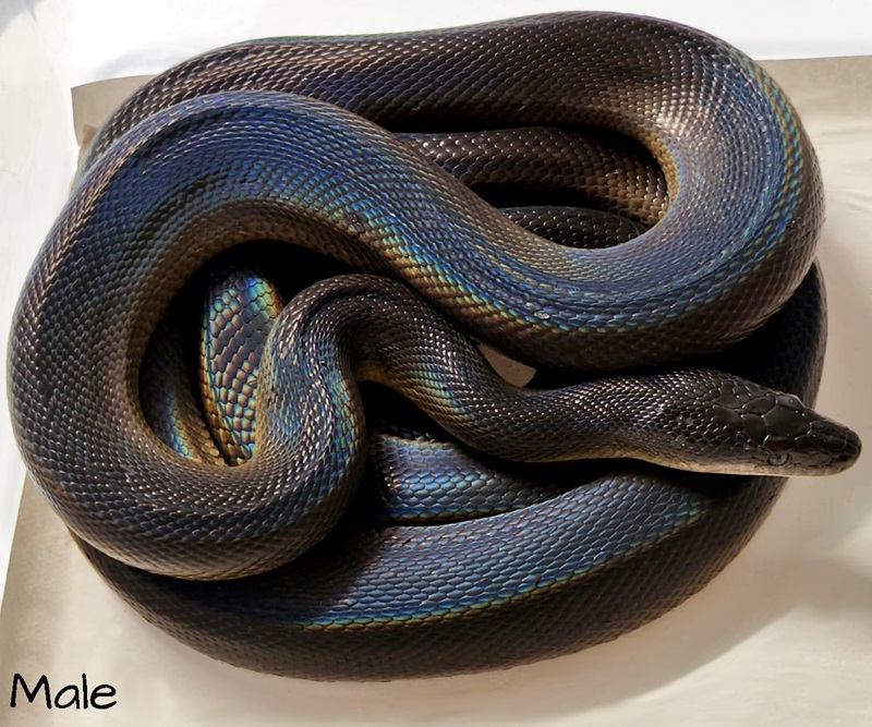 1.1 Small Adult Water Pythons - lower price | ReptiVerse