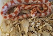 Reverse Okeetee “zigzag” Cornsnake