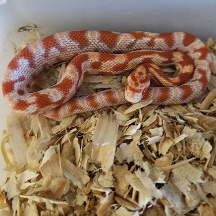 Reverse Okeetee “zigzag” Cornsnake