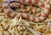 Reverse Okeetee “zigzag” Cornsnake