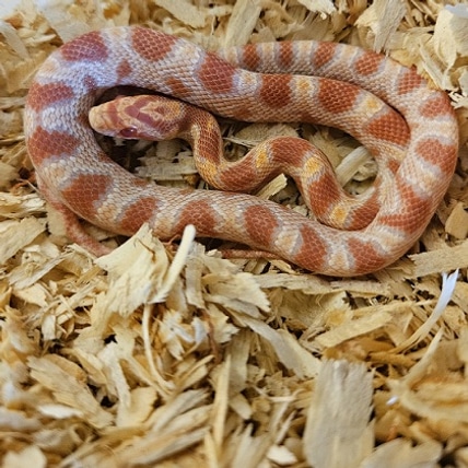 Reverse Okeetee “zigzag” Cornsnake