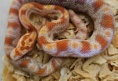 Reverse Okeetee “zigzag” Cornsnake