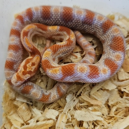 Reverse Okeetee “zigzag” Cornsnake