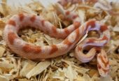 Reverse Okeetee “zigzag” Cornsnake