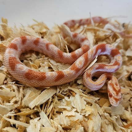 Reverse Okeetee “zigzag” Cornsnake