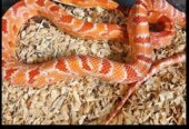 Reverse Okeetee “zigzag” Cornsnake