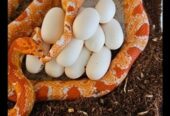 Reverse Okeetee “zigzag” Cornsnake