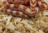 Reverse Okeetee “zigzag” Cornsnake