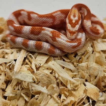 Reverse Okeetee “zigzag” Cornsnake