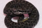 CBB 2024 Crotalus armstrongi