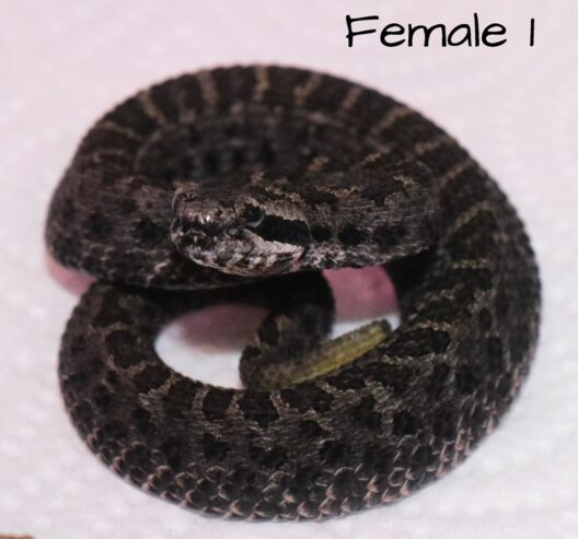 CBB 2024 Crotalus armstrongi