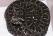 CBB 2024 Crotalus armstrongi