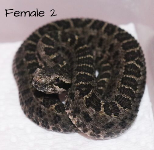 CBB 2024 Crotalus armstrongi