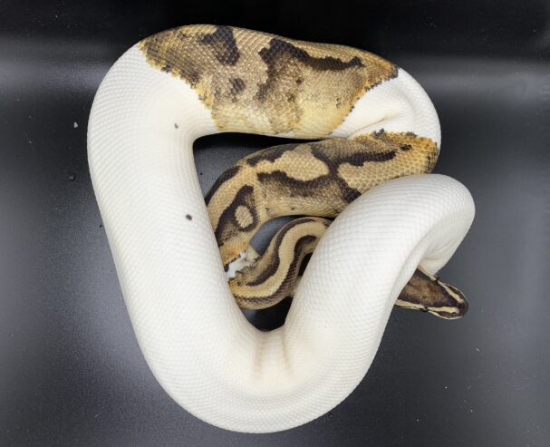 Pastel Pied het Clown Male Proven