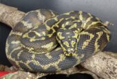 5.5 CBB Papuan Carpet Pythons