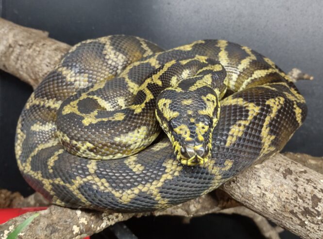 5.5 CBB Papuan Carpet Pythons