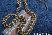 5.5 CBB Papuan Carpet Pythons