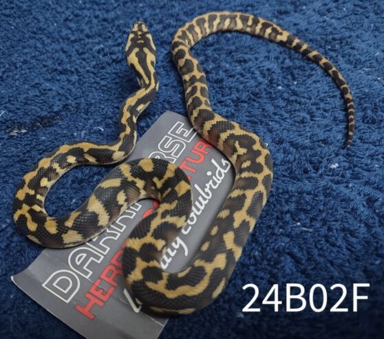 5.5 CBB Papuan Carpet Pythons