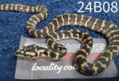 5.5 CBB Papuan Carpet Pythons