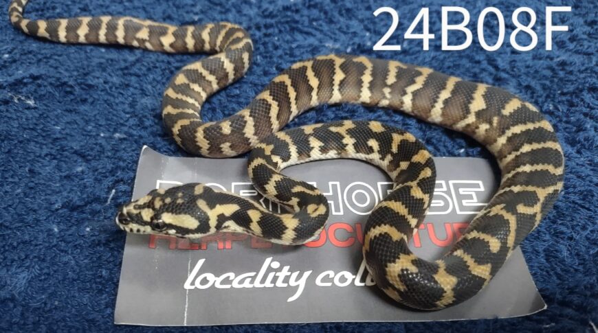 5.5 CBB Papuan Carpet Pythons