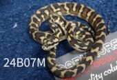 5.5 CBB Papuan Carpet Pythons