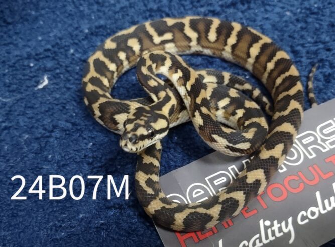 5.5 CBB Papuan Carpet Pythons