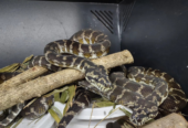 5.5 CBB Papuan Carpet Pythons