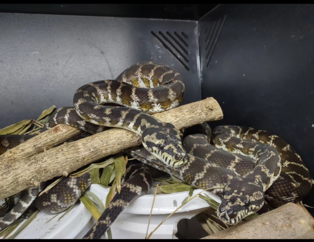 5.5 CBB Papuan Carpet Pythons