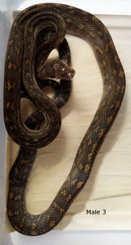 Aru Scrub Pythons