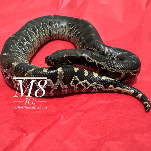 Sumatran Short-Tailed Python