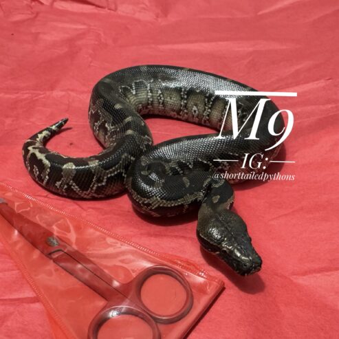 Sumatran Short-Tailed Python