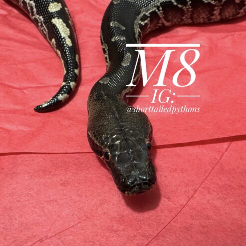 Sumatran Short-Tailed Python