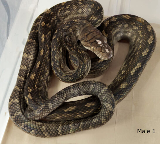 Aru Scrub Pythons