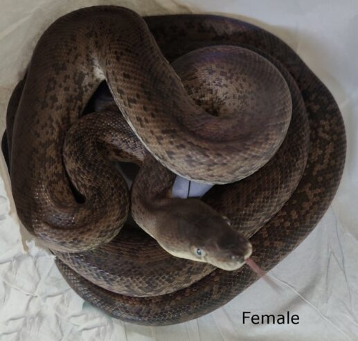 1.1 Small Adult Macklot’s Pythons