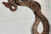 Ground Boa (Candoia carinata)