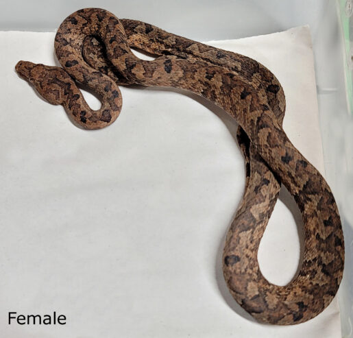 Ground Boa (Candoia carinata)